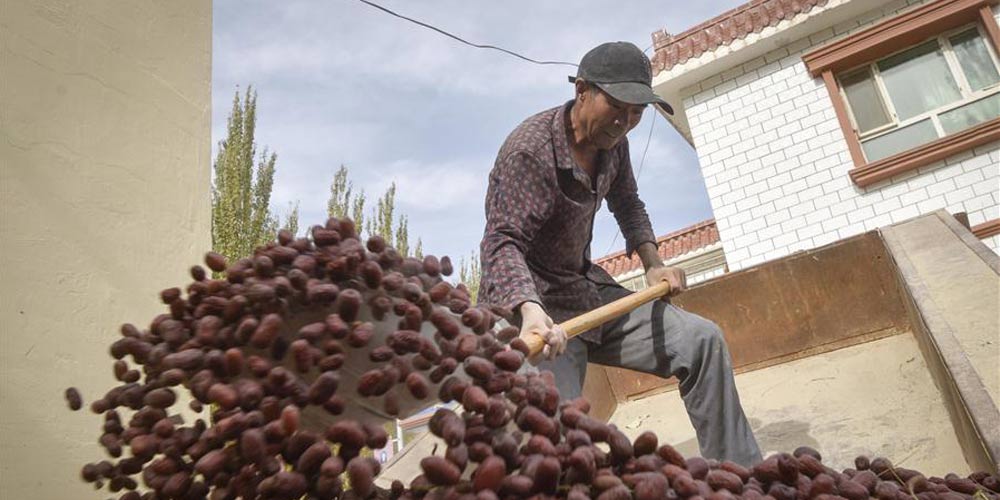 Distrito de Ruoqiang em Xinjiang tem grande colheita de tâmaras vermelhas