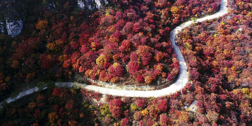 Paisagem de folhas vermelhas na Montanha Jiguan em Hebei