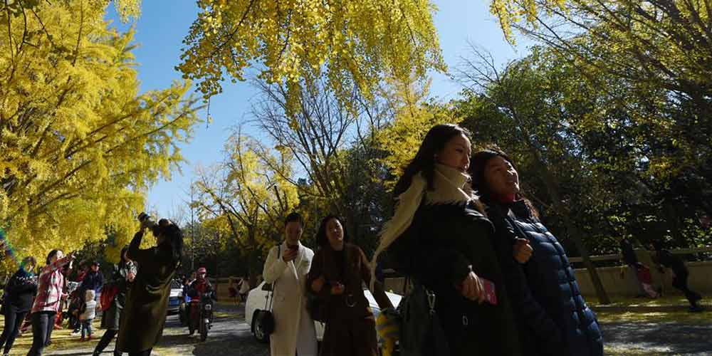 Turistas aproveitam paisagem das árvores ginkgo na Universidade Tsinghua em Beijing