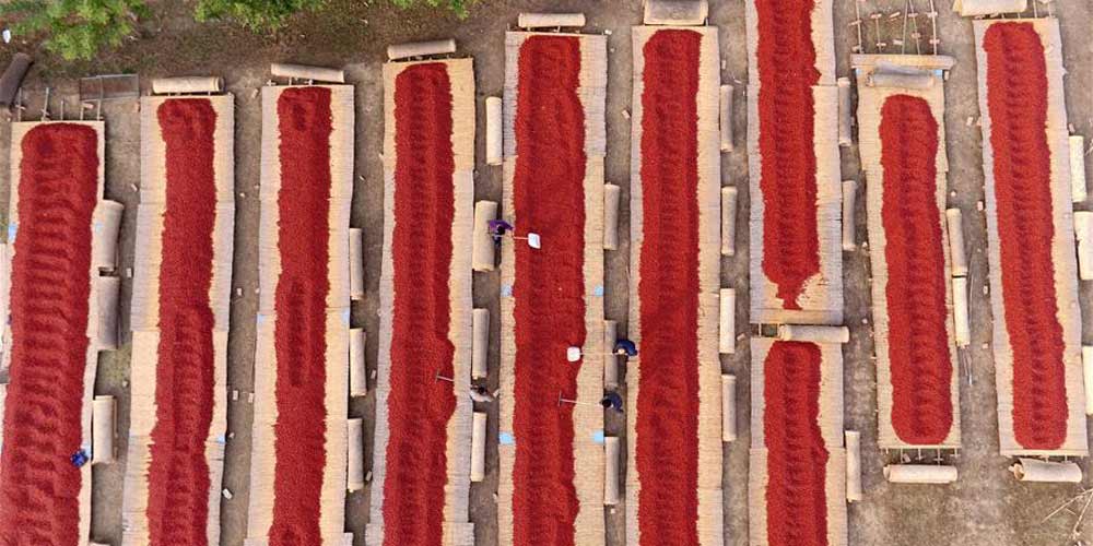 Colheita de tâmaras vermelhas em Hebei
