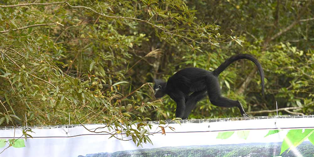 China solta na natureza macacos raros criados em cativeiro