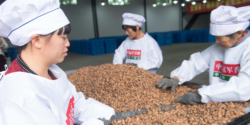 Produção de sementes torreya em Zhuji atinge mais de 2.500 toneladas em 2016