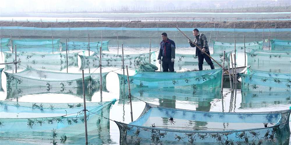 Cultivo de caranguejos no lago Hongze em Jiangsu