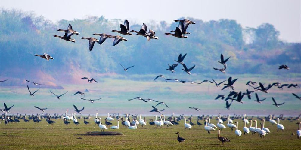 Proteção de pássaros migratórios no leste da China