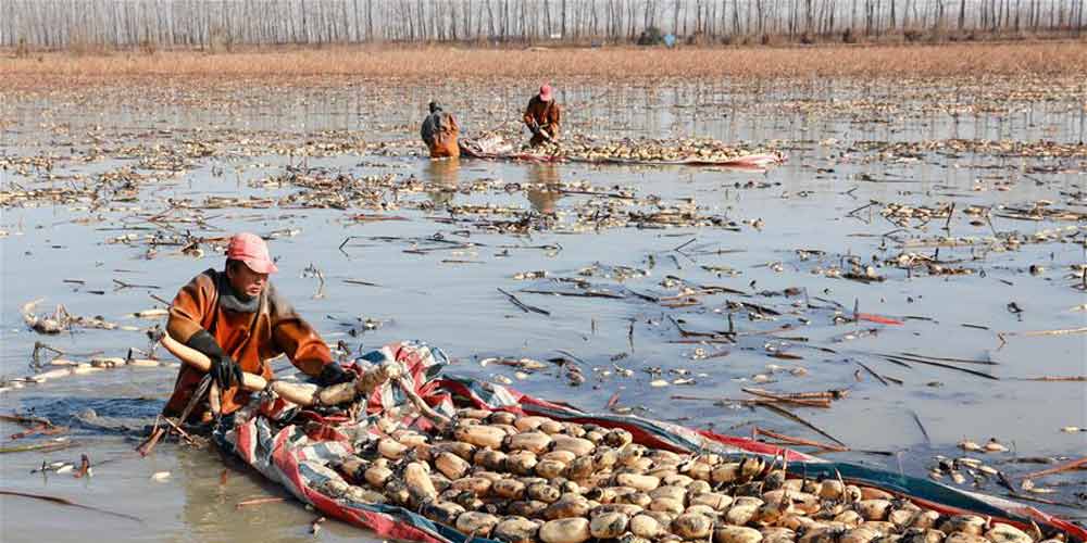 Início da temporada de colheita de raízes de lótus do inverno