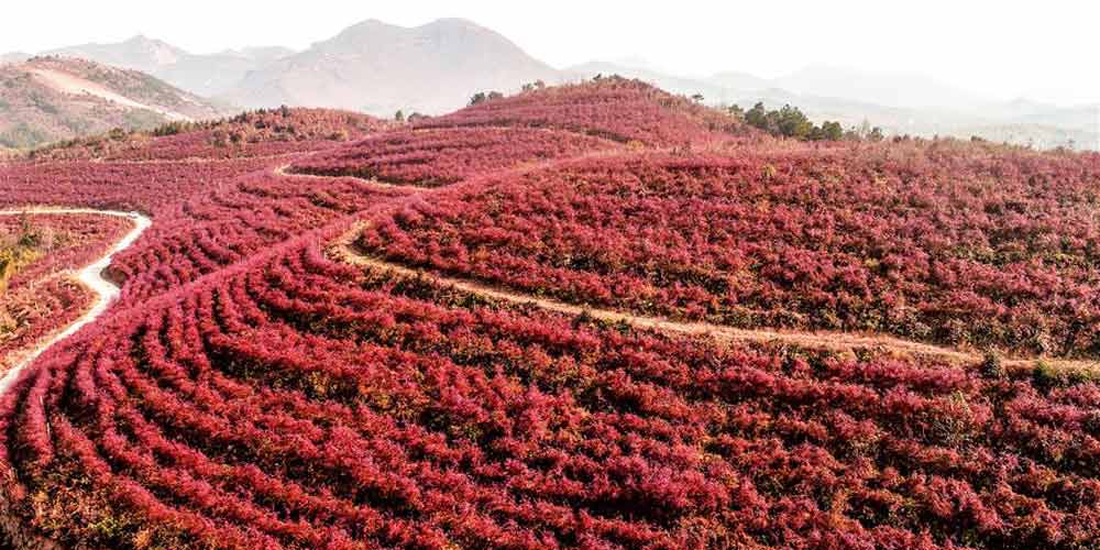 Paisagem de folhas vermelhas de mirtilos em Anhui