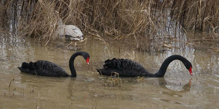 Cisnes migratórios passam inverno em Henan