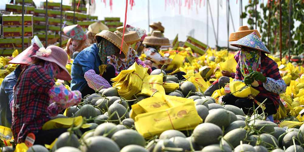 Vendas de melão doce atingem 1,8 bilhão de yuans em Hainan