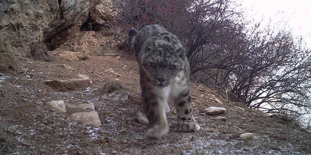 Leopardos da neve são vistos pela primeira vez no leste do Tibet