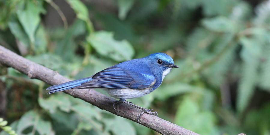 Pássaros na Reserva Natural Nacional da Montanha Gaoligong em Yunnan