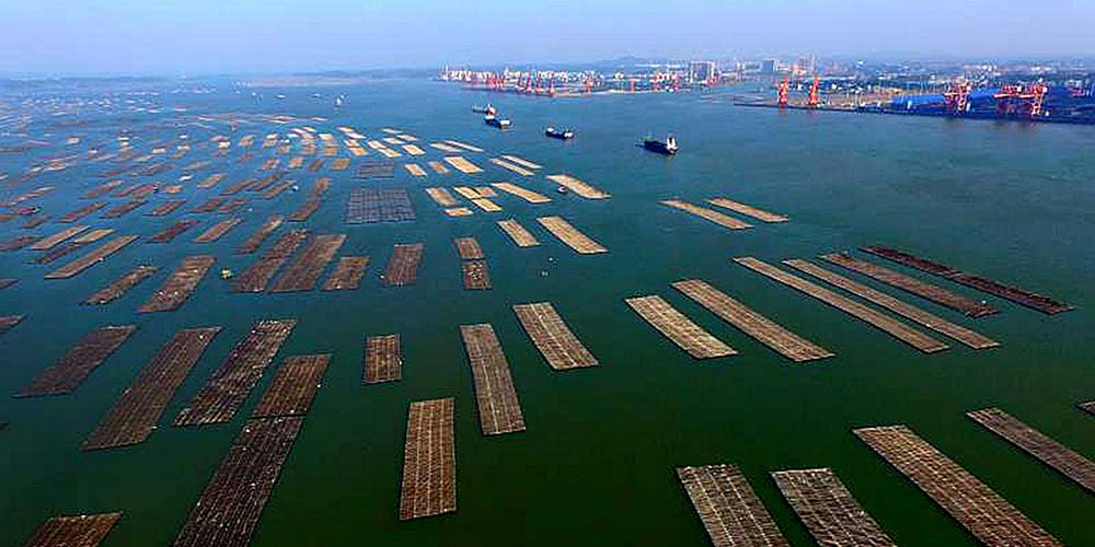 Produção de ostras em Qinzhou atinge 230 mil toneladas