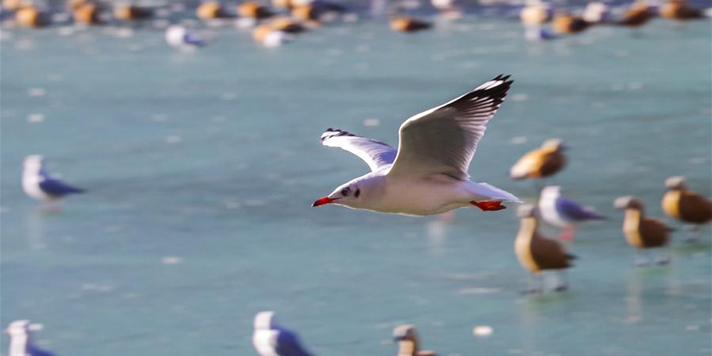 Várias espécies de aves migratórias passam inverno no parque Dragon King Pool em Lhasa