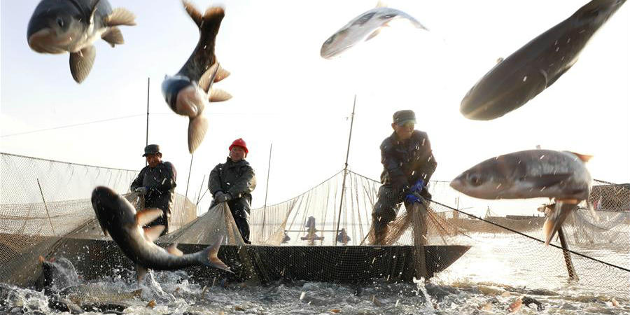 Demanda de peixes para Ano Novo movimenta atividade pesqueira em Jiangsu