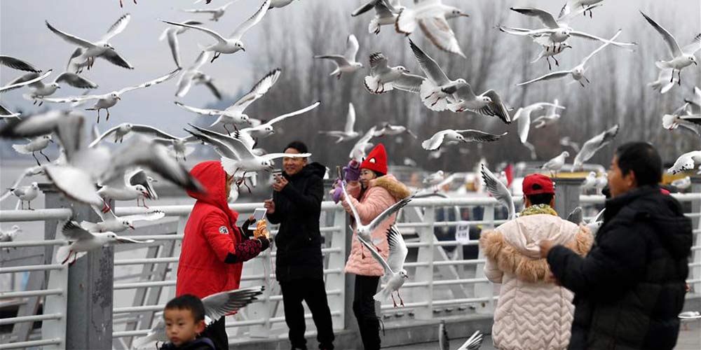 Em imagens: gaivotas de cabeça negra no lago Dianchi em Kunming