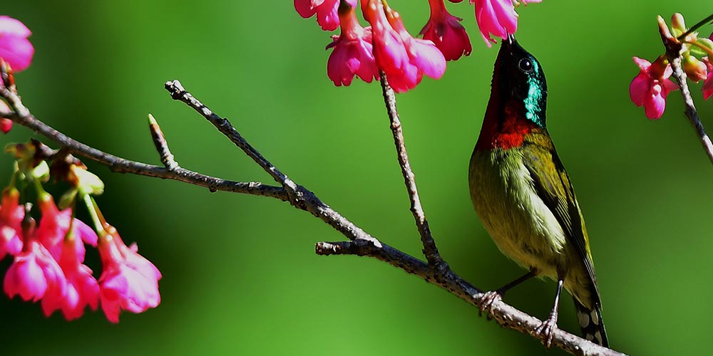 Pássaros descansam em cerejeiras no Parque Florestal Nacional de Fuzhou