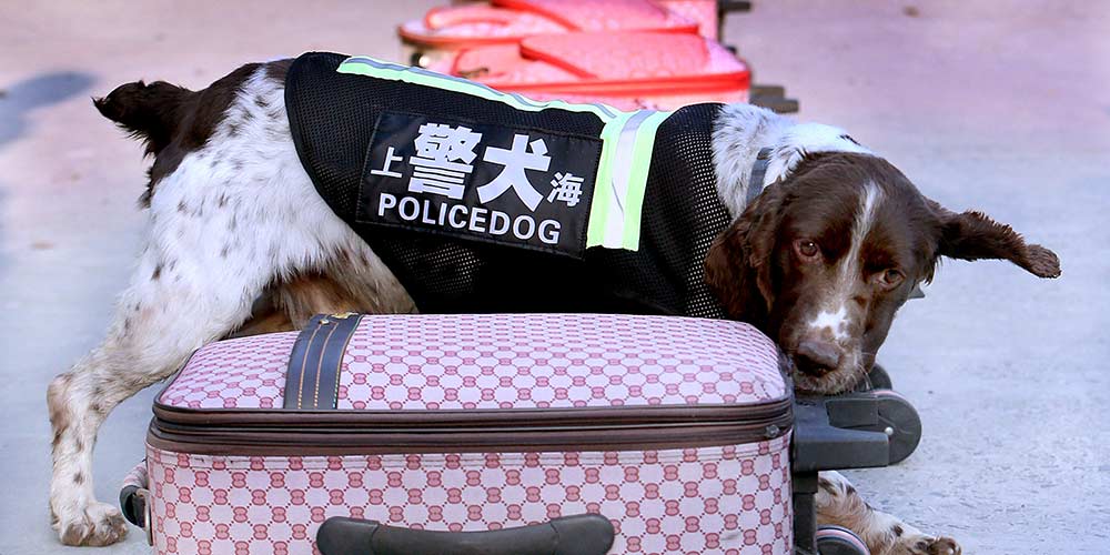 Cães policias recebem treinamento diário no inverno em Shanghai