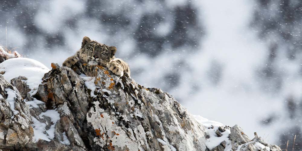 Leopardos da neve em Qinghai