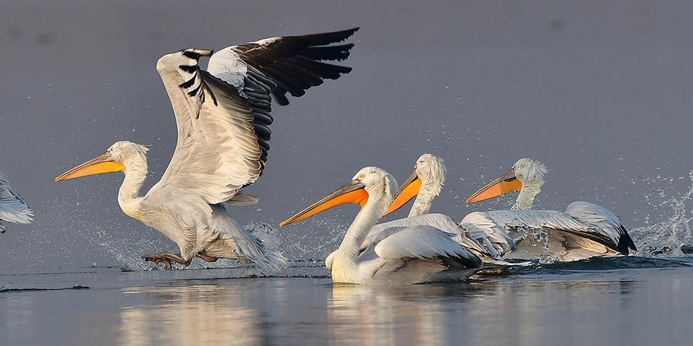 Pelicanos-crespos passam inverno em Fujian, no sudeste da China