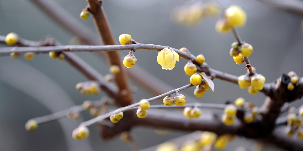 Flores de inverno florescem em Xi'an