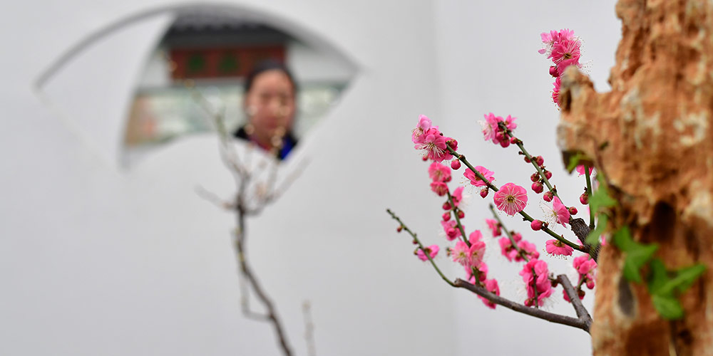 Exposição de flores de ameixeira e flores de inverno realizada em Henan