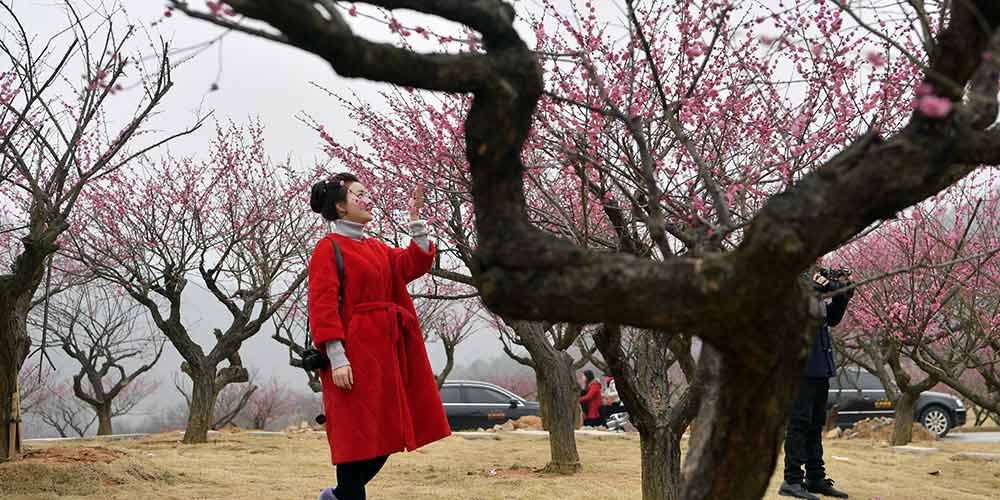 Turistas apreciam flores de ameixeira em Jiangxi, no leste da China