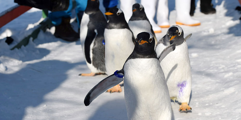 Pinguins desfrutam do tempo frio em Harbin