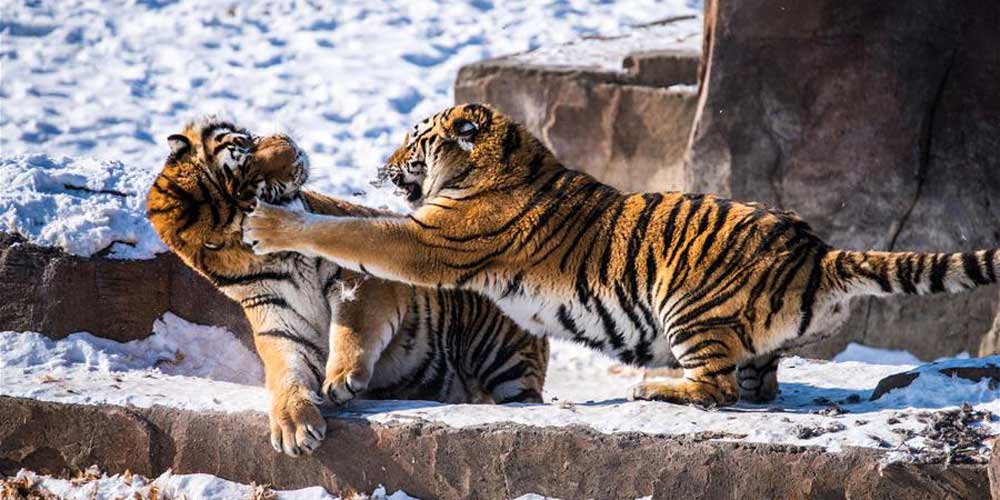 Tigres-da-Sibéria fazem treinamento de recuperação da vida selvagem em Harbin