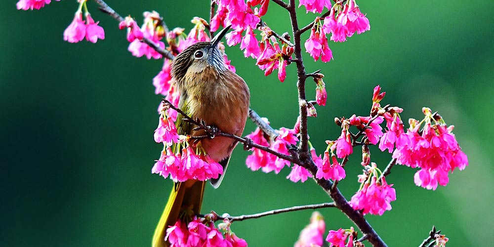 Pássaros pousam em árvores cobertas de flores de cerejeira em Fuzhou