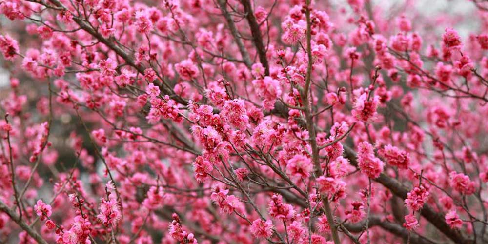 Ameixeiras em floração em Nanjing