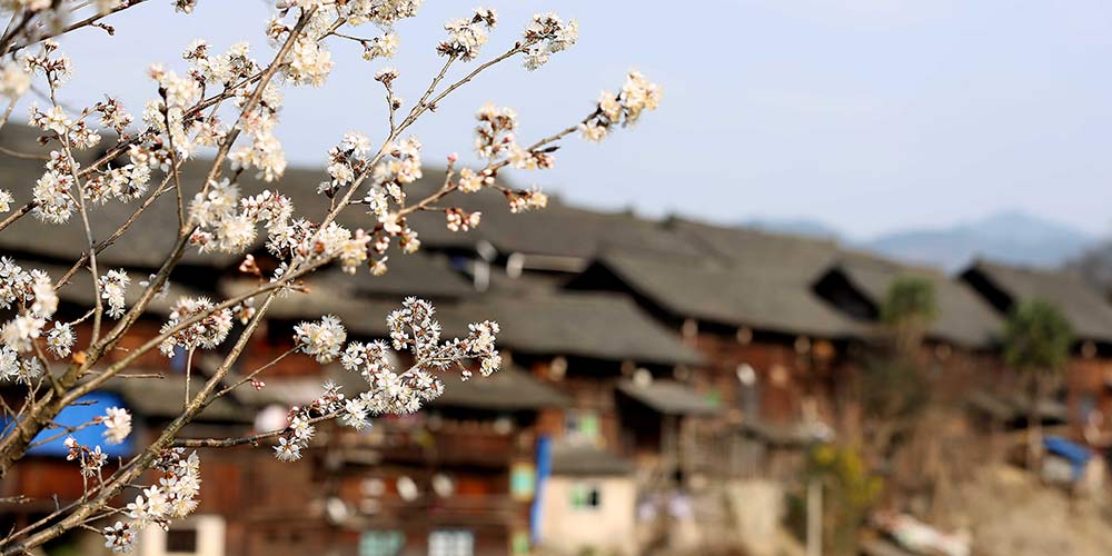 Primavera: pereiras florescem em Guizhou