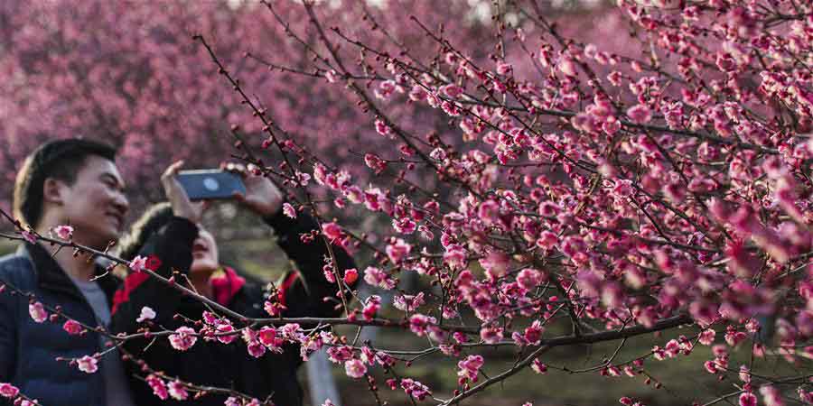 Ameixeiras em floração em Anhui, no leste da China