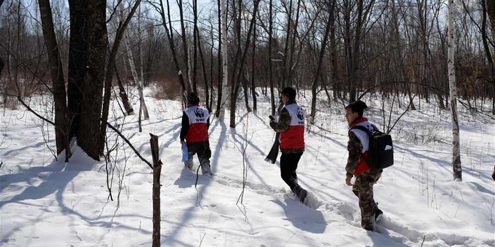 Concurso de habilidades de conservação de tigres da Sibéria em Heilongjiang