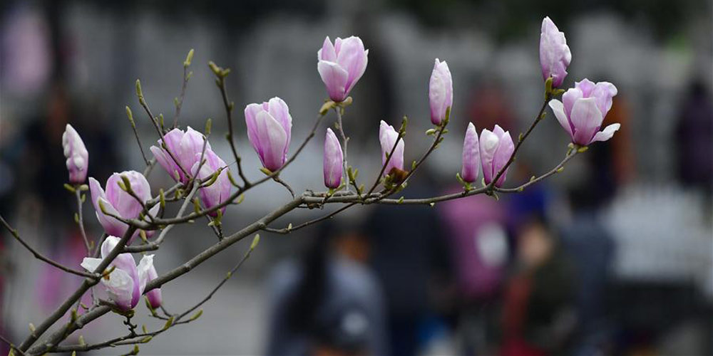 Magnólias florescem em Hubei