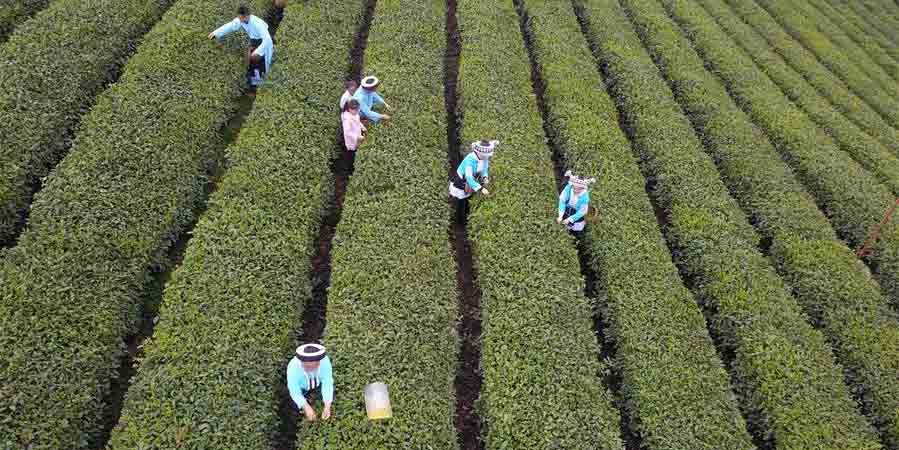 Colheita de chá em Guizhou