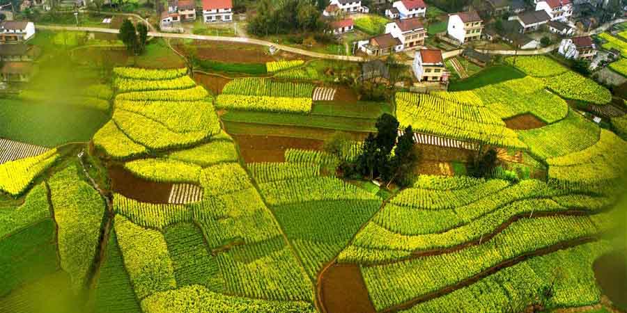 Campos de trigo e canola em floração em Shaanxi