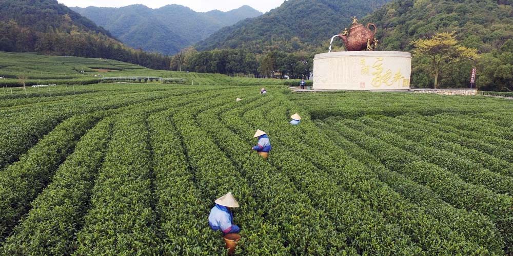 Agricultores colhem folhas de chá em toda a China