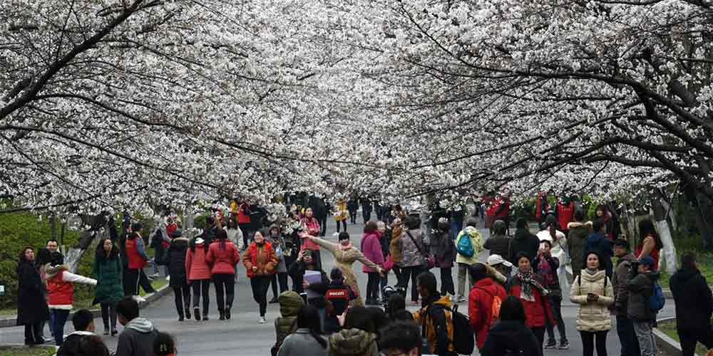 Galeria: flores de cerejeira na Universidade Florestal de Nanjing