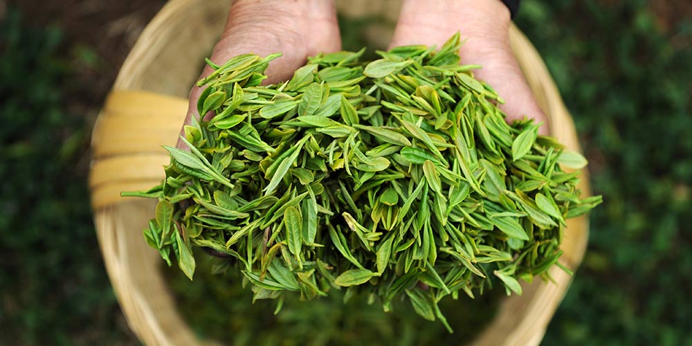 Colheita de chá em Guizhou, sudoeste da China