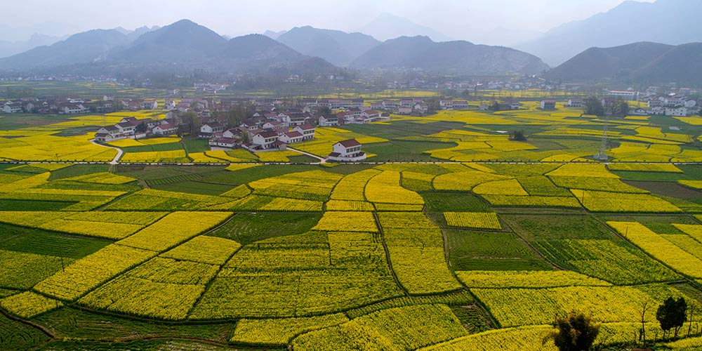 Campo de canola em floração em Shaanxi, noroeste da China