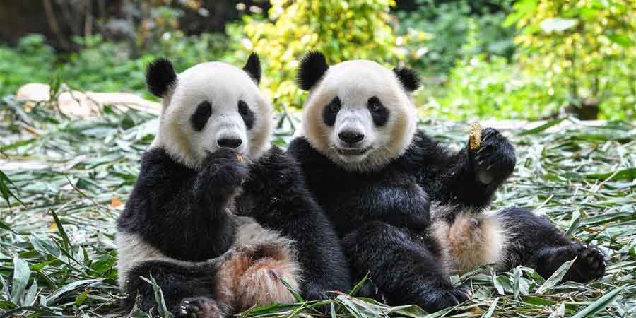Desmame de filhotes gêmeos de panda-gigante em Guangzhou