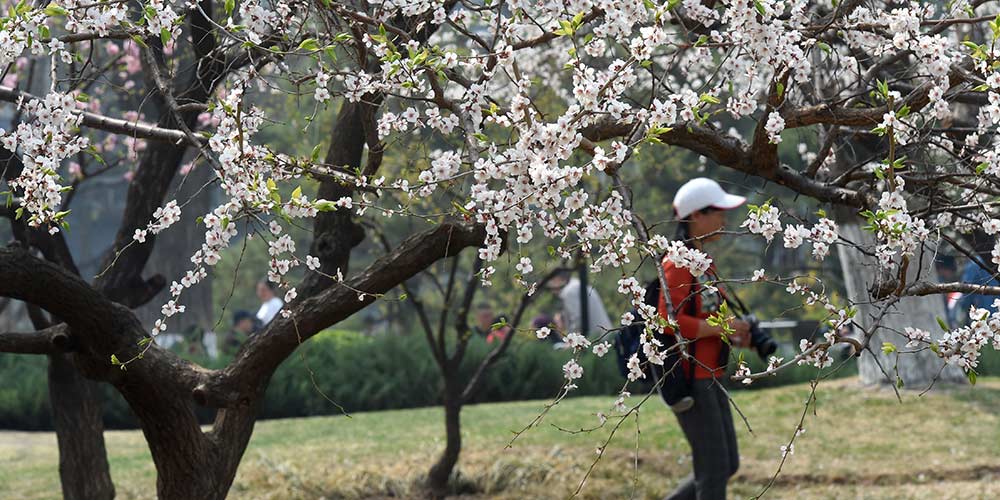 Pessoas aproveitam a primavera em Beijing