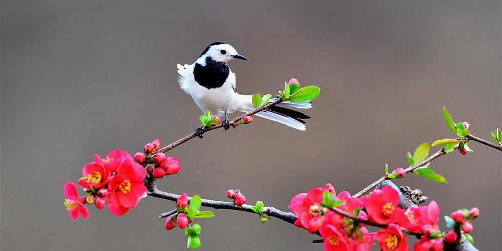 Pássaros voam entre as belezas da primavera