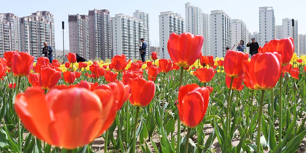 Pessoas apreciam flores em floração em Gansu, noroeste da China