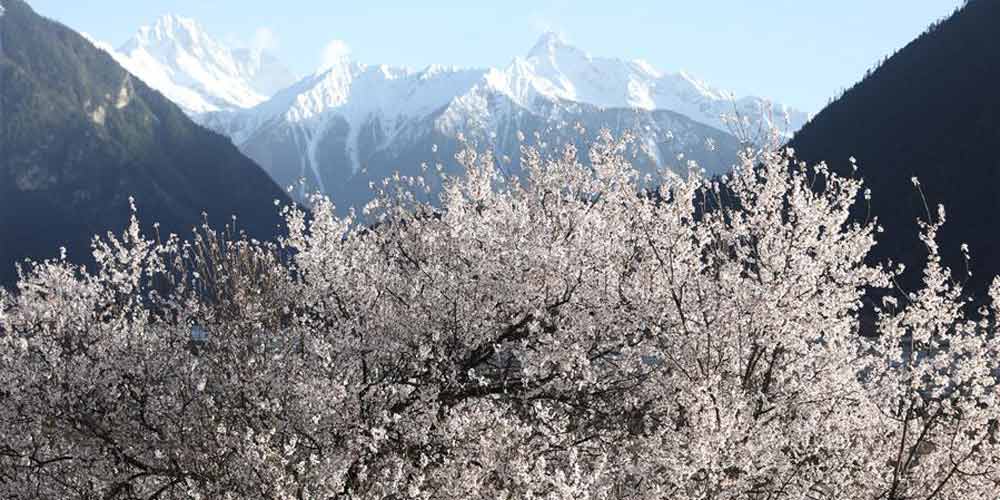 Paisagem de flores de pêssego na Região Autônoma do Tibet