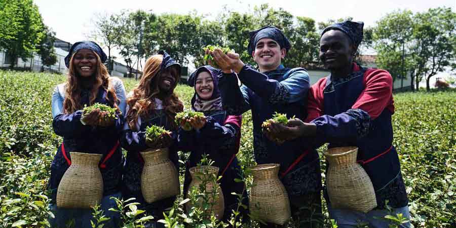 Estudantes estrangeiros aprendem sobre processo de produção de chá em Jiangsu