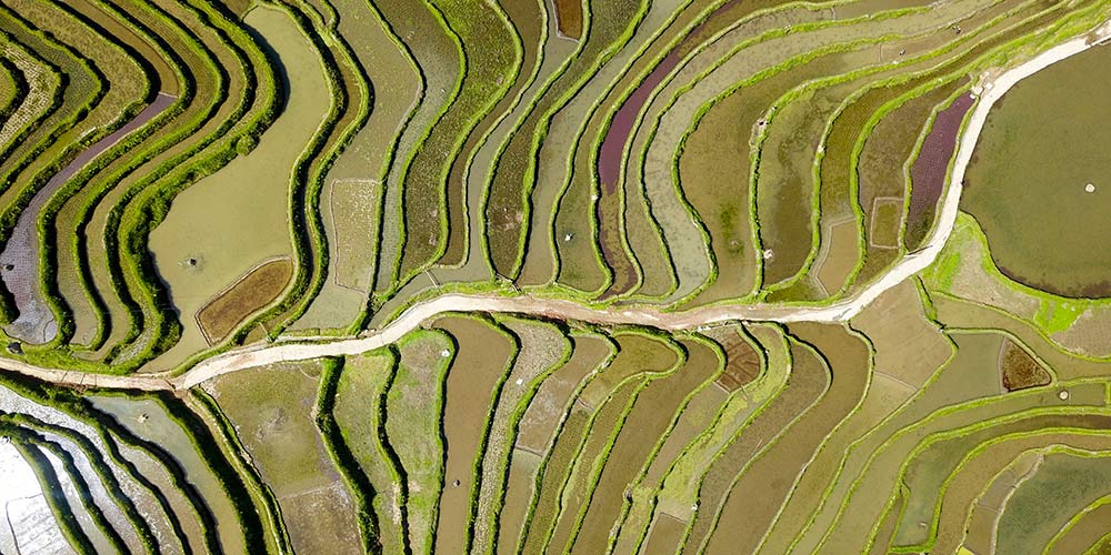 Terraços de arroz no distrito de Congjiang em Guizhou
