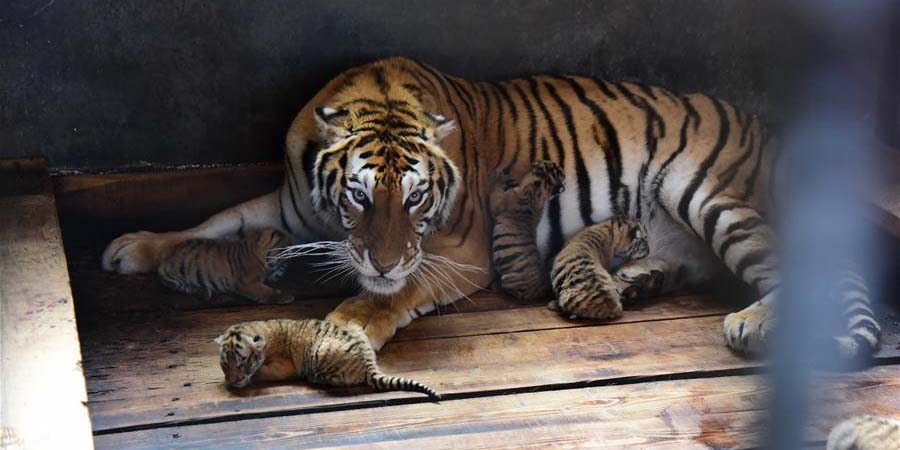 Filhotes qu&iacute;ntuplos de tigre-siberiano nascem em Heilongjiang