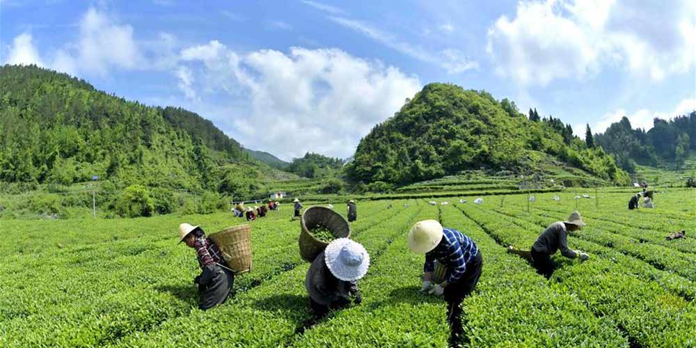 Agricultores colhem chá em Hubei