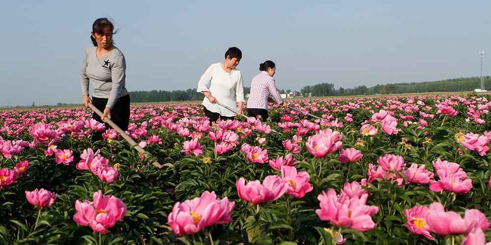 Pessoas fazem trabalhos agrícolas na China