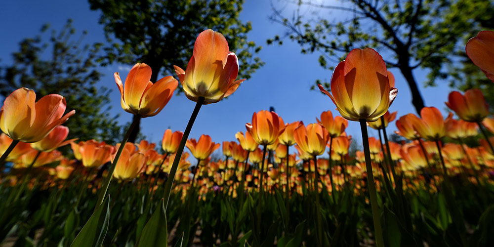 Cenário de tulipas em parque em Changchun, nordeste da China